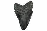 Fossil Megalodon Tooth - South Carolina #340194-1